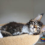 Maine Coon Kitten