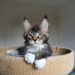 Maine Coon Kitten