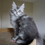 Maine Coon Kitten