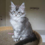 Maine Coon Kitten
