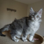 Maine Coon Kitten