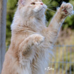 Int. Ch. Bloomingtree MyGirl (Kastrat)