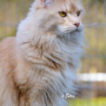 Int. Ch. Bloomingtree MyGirl (Kastrat)