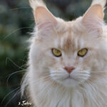 Int. Ch. Bloomingtree MyGirl (Kastrat)