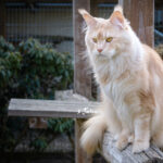 Int. Ch. Bloomingtree MyGirl (Kastrat)