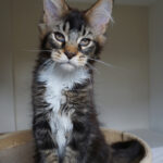 Maine Coon Kitten