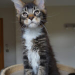Maine Coon Kitten