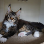 Maine Coon Kitten