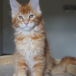 Maine Coon Kitten