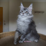 Maine Coon Kitten