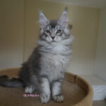 Maine Coon Kitten