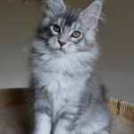 Maine Coon Kitten