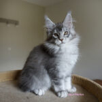 Maine Coon Kitten