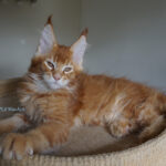 Maine Coon Kitten