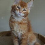 Maine Coon Kitten