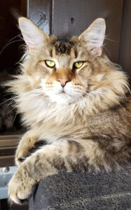 Maine Coon Kater