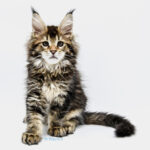 Ch. Int. King Arthur of Maine Coon Castle (Kastrat)