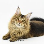 Ch. Int. King Arthur of Maine Coon Castle (Kastrat)