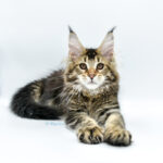 Ch. Int. King Arthur of Maine Coon Castle (Kastrat)