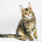 Ch. Int. King Arthur of Maine Coon Castle (Kastrat)