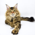 Ch. Int. King Arthur of Maine Coon Castle (Kastrat)