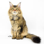 Ch. Int. King Arthur of Maine Coon Castle (Kastrat)