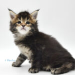 Ch. Int. King Arthur of Maine Coon Castle (Kastrat)