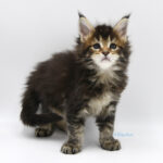 Ch. Int. King Arthur of Maine Coon Castle (Kastrat)