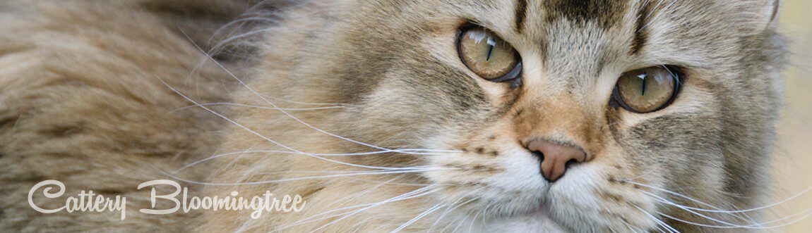 Maine Coon Katze
