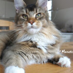 Maine Coon Katze