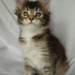 Maine Coon Kitten