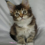 Maine Coon Kitten