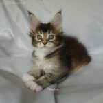 Maine Coon Kitten