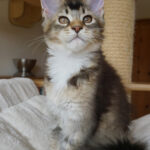 Maine Coon Kitten