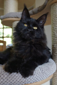 Maine Coon Katze
