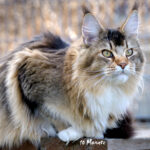 Maine Coon Katze