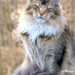 Maine Coon Katze