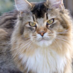 Maine Coon Kitten