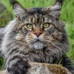 Ch. Int. King Arthur of Maine Coon Castle