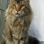 Ch. Int. King Arthur of Maine Coon Castle (Kastrat)