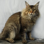 Ch. Int. King Arthur of Maine Coon Castle (Kastrat)