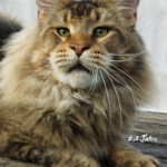 Ch. Int. King Arthur of Maine Coon Castle (Kastrat)