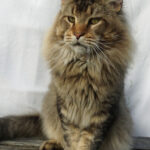 Ch. Int. King Arthur of Maine Coon Castle (Kastrat)