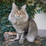 Ch. Int. King Arthur of Maine Coon Castle (Kastrat)