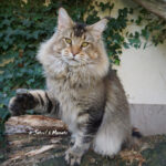 Ch. Int. King Arthur of Maine Coon Castle (Kastrat)