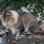 Ch. Int. King Arthur of Maine Coon Castle (Kastrat)