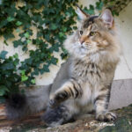 Ch. Int. King Arthur of Maine Coon Castle