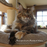 Galerie - Botschafter der Maine Coon Cattery of Bloomingtree