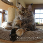 Galerie - Botschafter der Maine Coon Cattery of Bloomingtree