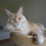 Int. Ch. Bloomingtree MyGirl (Kastrat)